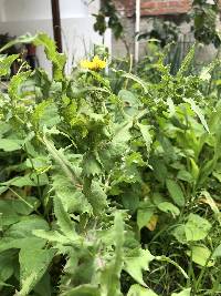 Sonchus oleraceus image