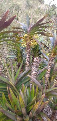 Maxillaria cordyline image