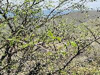 Vachellia macracantha image