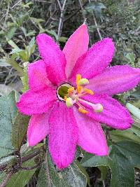 Passiflora brachyantha image