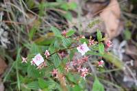 Monochaetum lineatum image