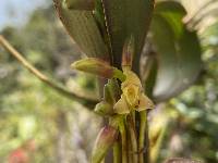 Maxillaria cordyline image