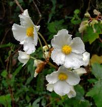 Begonia acerifolia image