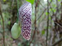 Aristolochia littoralis image