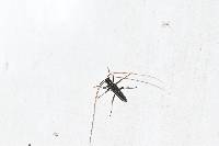 Grammopsoides tenuicornis image