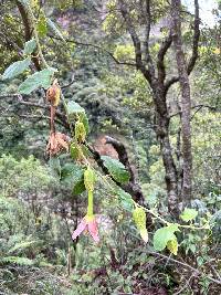 Passiflora tarminiana image