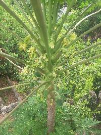 Carica papaya image