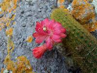 Borzicactus icosagonus image