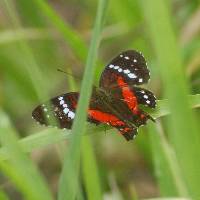 Anartia amathea image