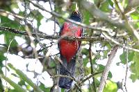 Trogon mesurus image