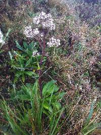 Valeriana pilosa image