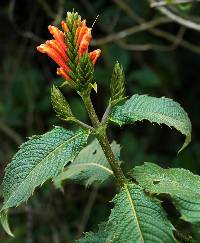 Aphelandra acanthifolia image