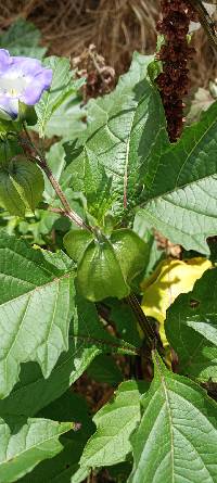 Nicandra physalodes image