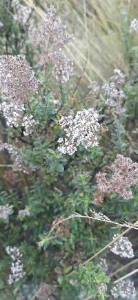 Valeriana microphylla image