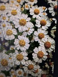 Tanacetum parthenium image