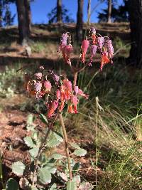 Kalanchoe laxiflora image