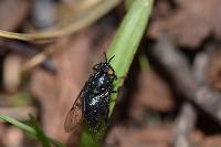 Eristalotabanus violaceus image