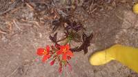 Jatropha nudicaulis image