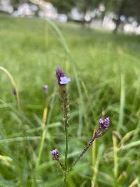 Verbena litoralis image