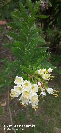 Cantua quercifolia image