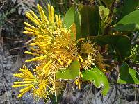 Gaiadendron punctatum image