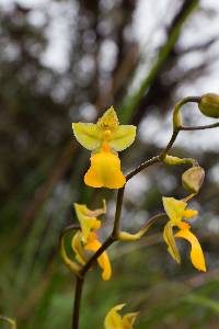 Cyrtochilum aureum image