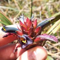 Puya eryngioides image