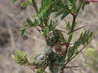 Peucetia rubrolineata image