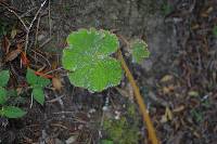 Begonia parcifolia image