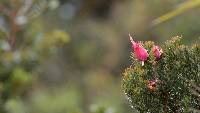 Bejaria resinosa image