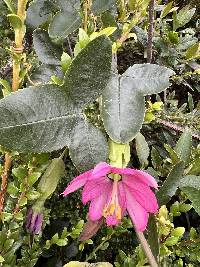 Passiflora glaberrima image