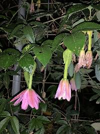 Passiflora tarminiana image