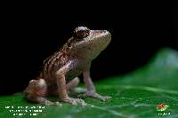 Pristimantis versicolor image