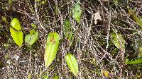 Pleurothallis coriacardia image