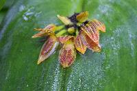 Pleurothallis coriacardia image