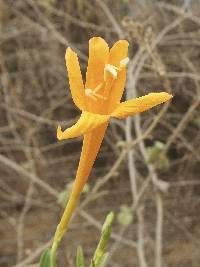 Bignonia longiflora image