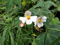 Begonia acerifolia image