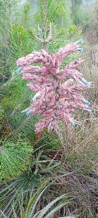 Puya parviflora image