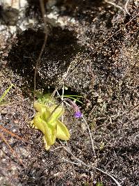 Pinguicula calyptrata image