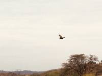 Parabuteo unicinctus image