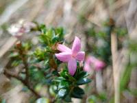 Arcytophyllum setosum image