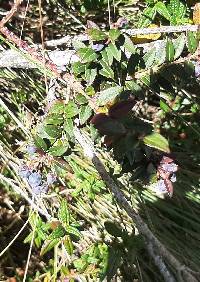 Gaultheria myrsinoides image