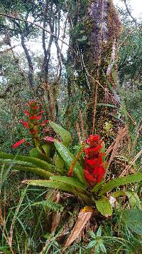 Guzmania gloriosa image