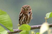 Glaucidium peruanum image