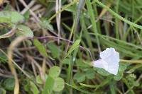 Ipomoea dumetorum image