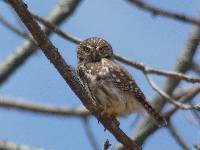 Glaucidium peruanum image