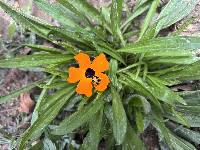 Thunbergia alata image