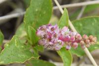 Phytolacca bogotensis image