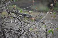 Iguana iguana image