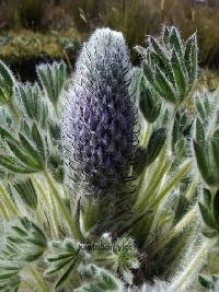 Lupinus nubigenus image